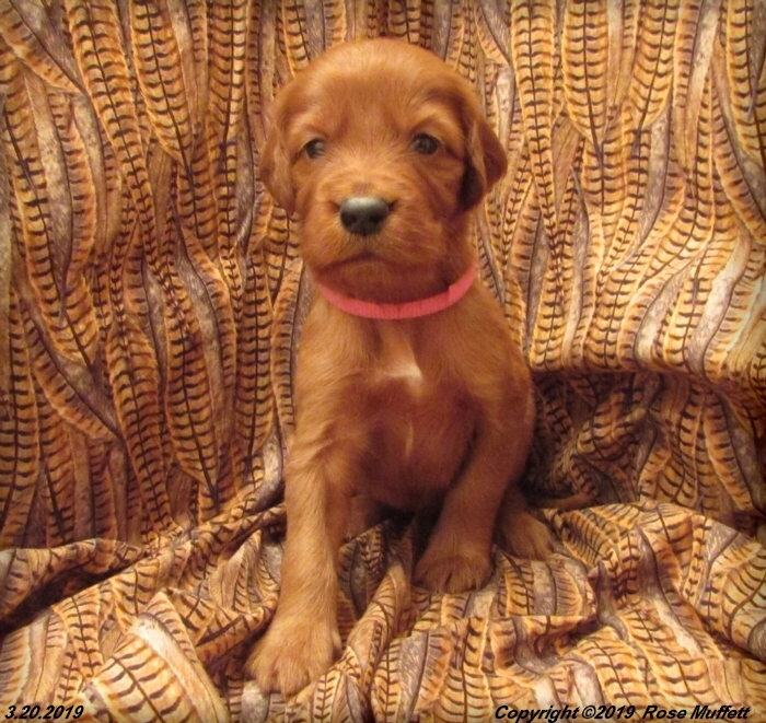 Diana's Puppies