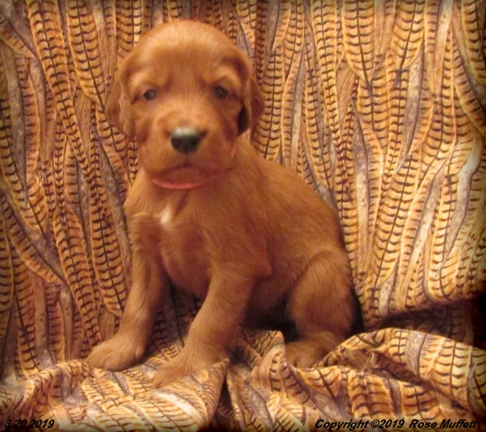 Diana's Puppies