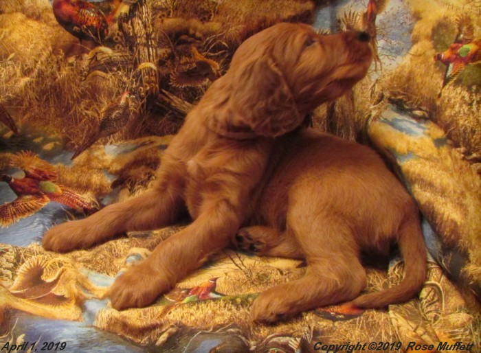Diana's Puppies
