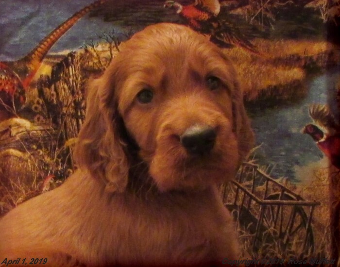 Diana's Puppies