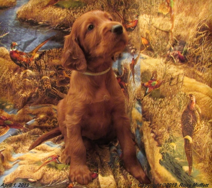 Diana's Puppies