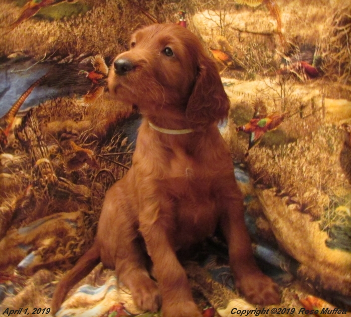 Diana's Puppies