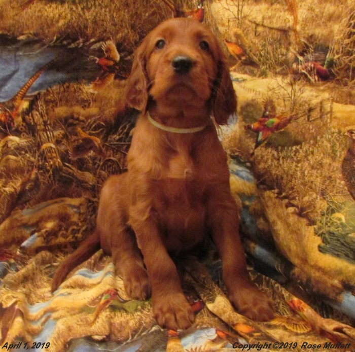Diana's Puppies