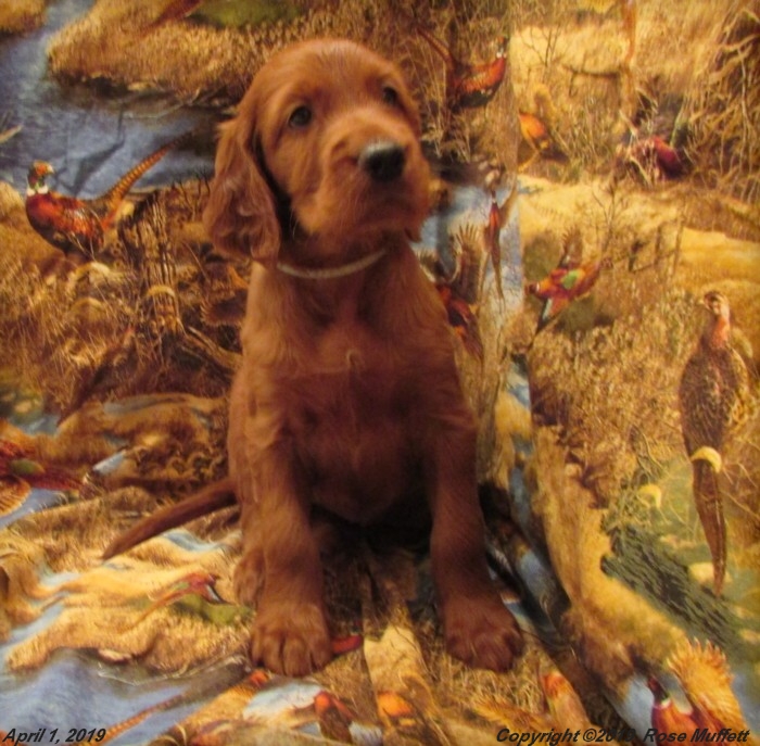 Diana's Puppies
