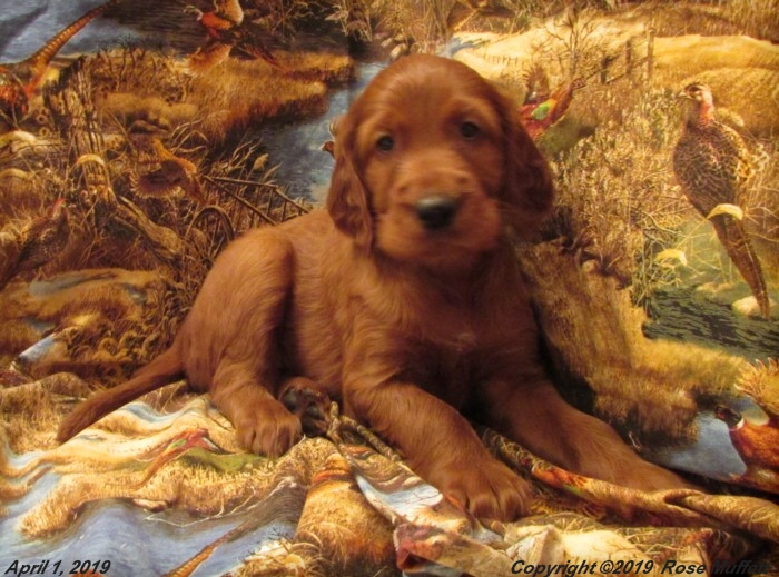 Diana's Puppies