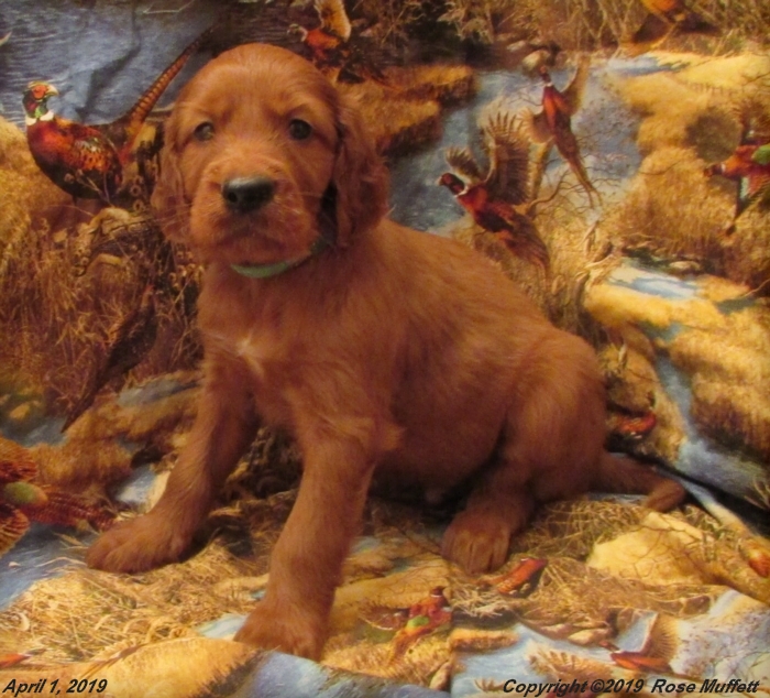 Diana's Puppies