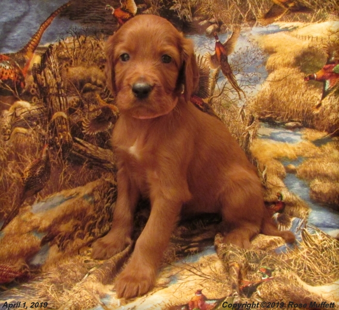 Diana's Puppies