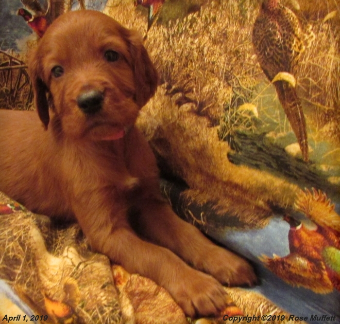 Diana's Puppies