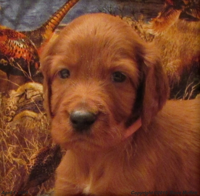 Diana's Puppies