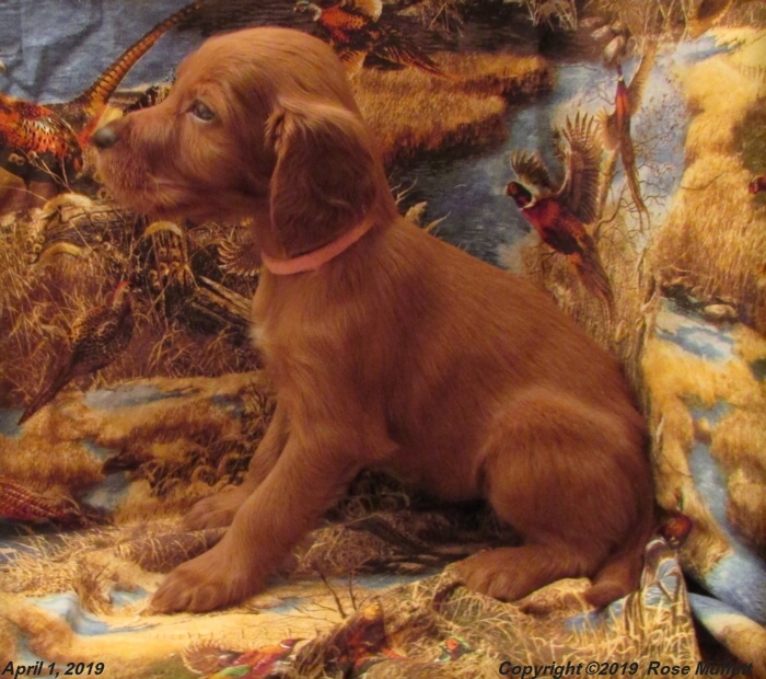 Diana's Puppies