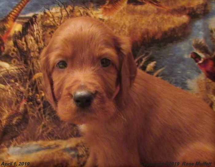 Diana's Puppies