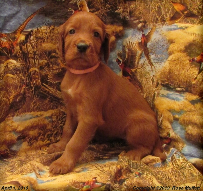 Diana's Puppies