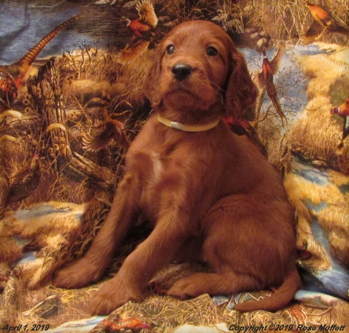 Diana's Puppies
