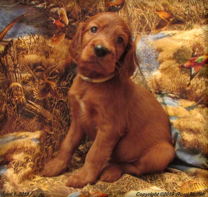Diana's Puppies