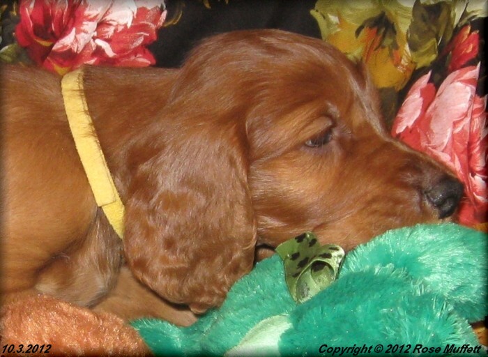 Ginger's Puppies
