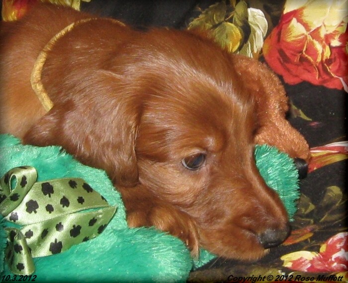 Ginger's Puppies