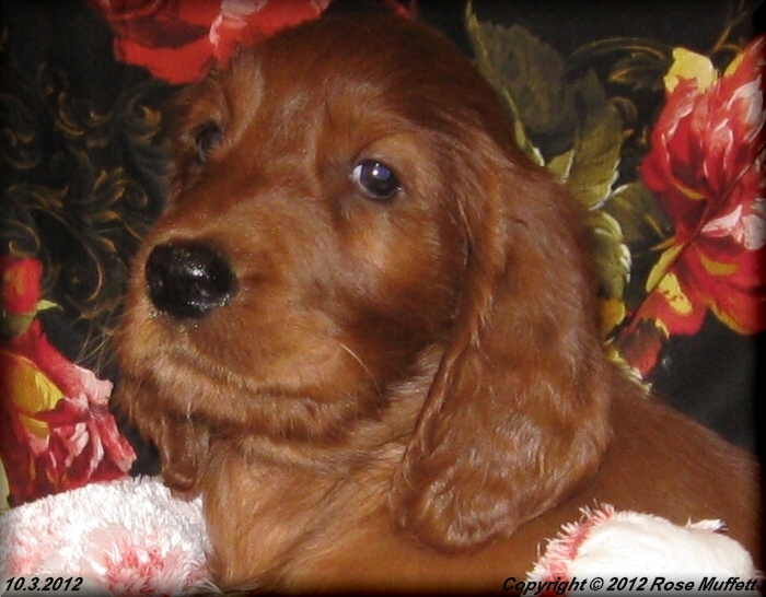 Ginger's Puppies