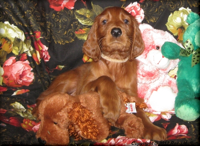 Ginger's Puppies