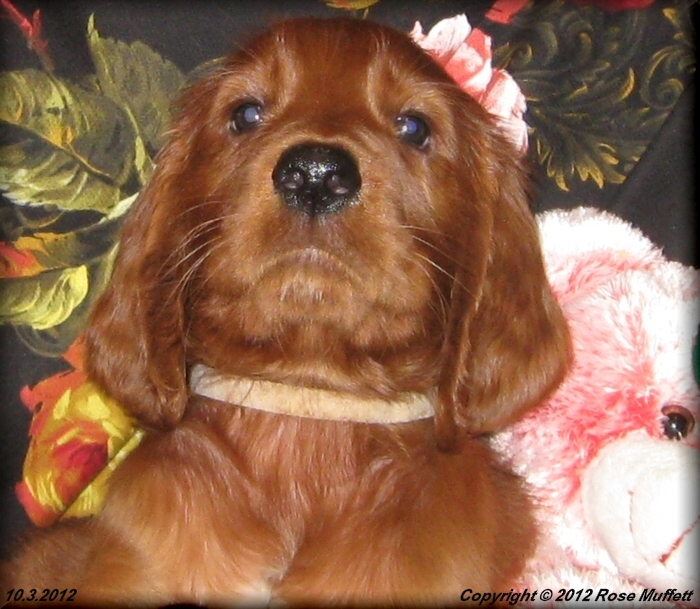 Ginger's Puppies