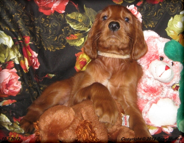 Ginger's Puppies