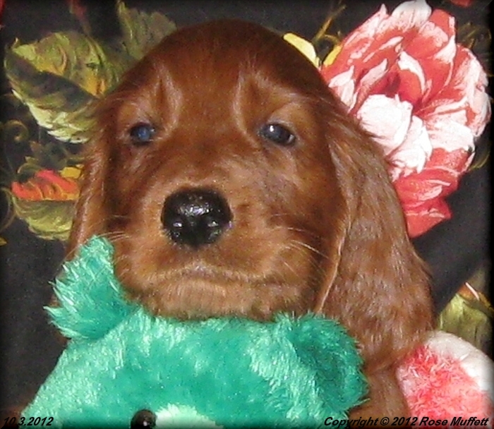 Ginger's Puppies