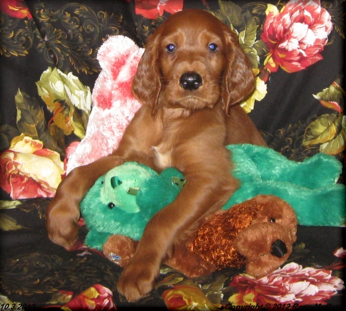 Ginger's Puppies