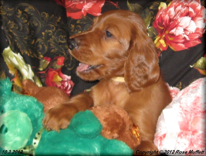 Ginger's Puppies