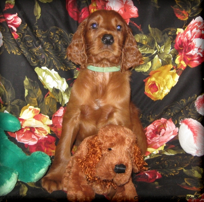 Ginger's Puppies