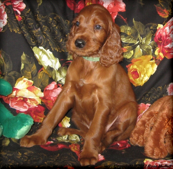 Ginger's Puppies