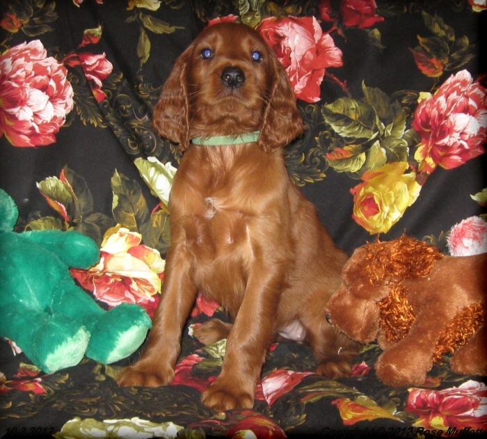 Ginger's Puppies