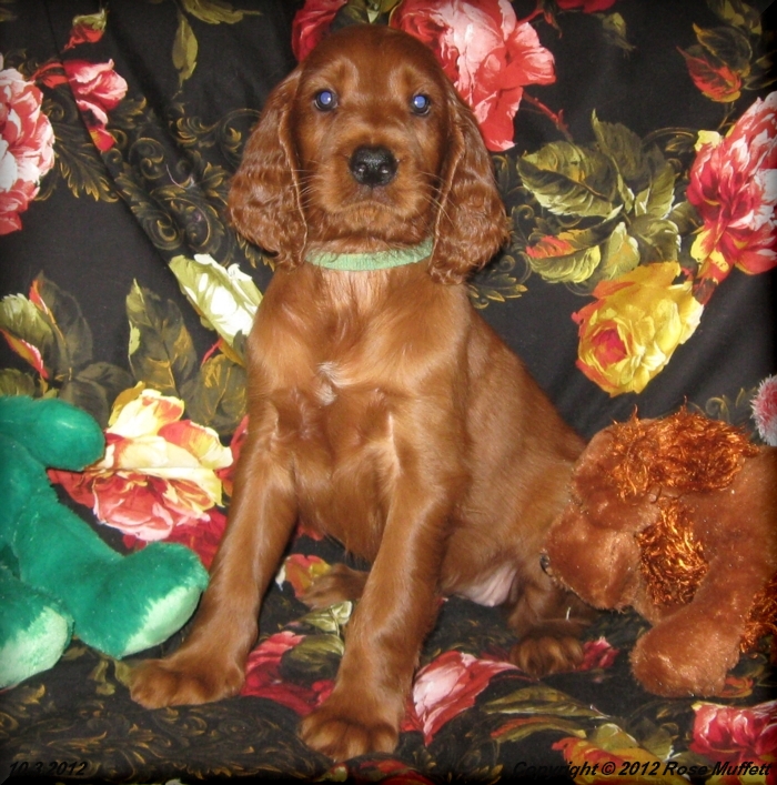 Ginger's Puppies