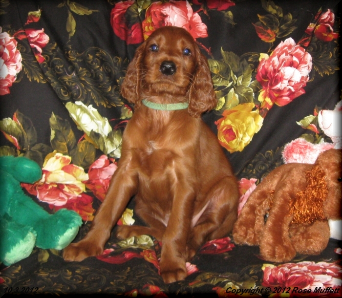 Ginger's Puppies