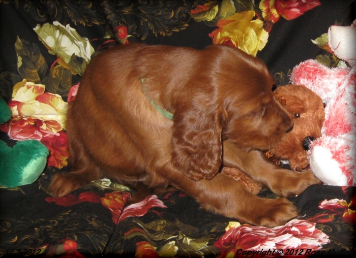Ginger's Puppies