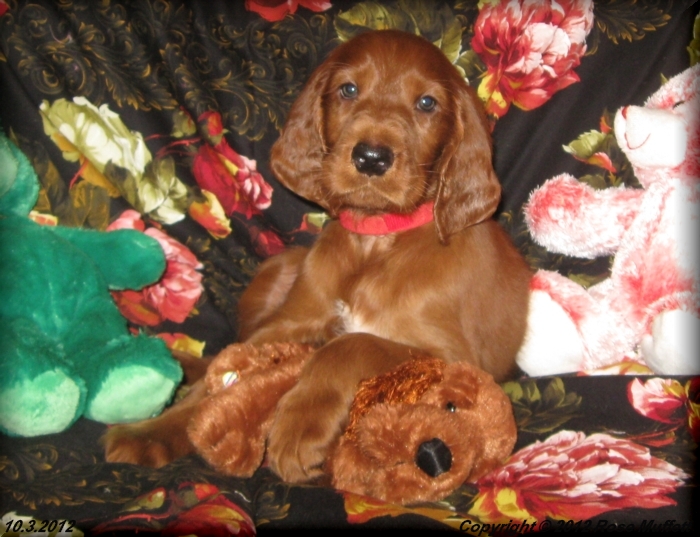 Ginger's Puppies