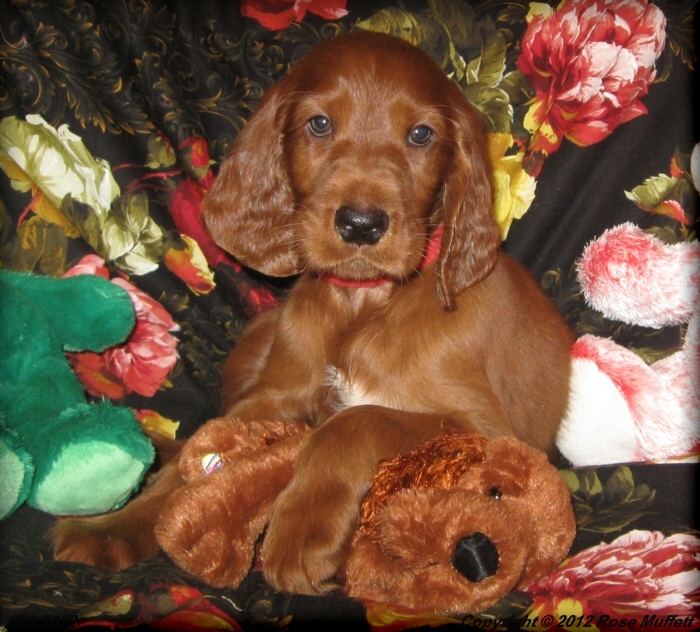 Ginger's Puppies