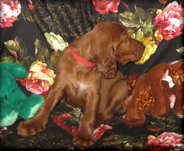 Ginger's Puppies