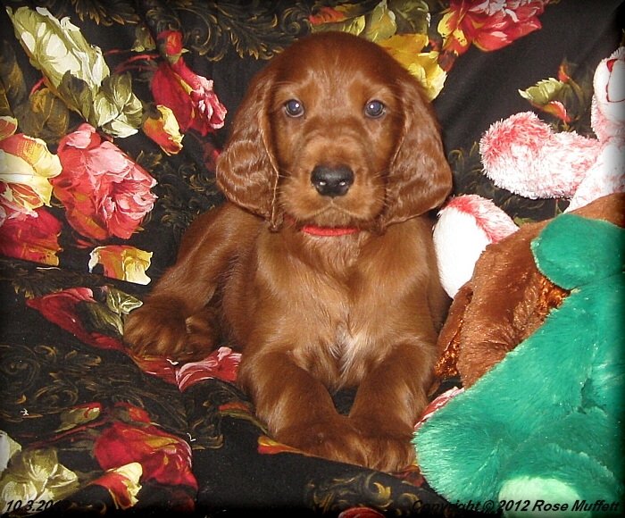 Ginger's Puppies