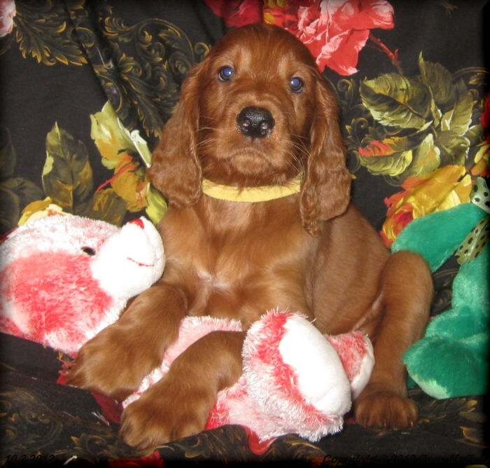 Ginger's Puppies