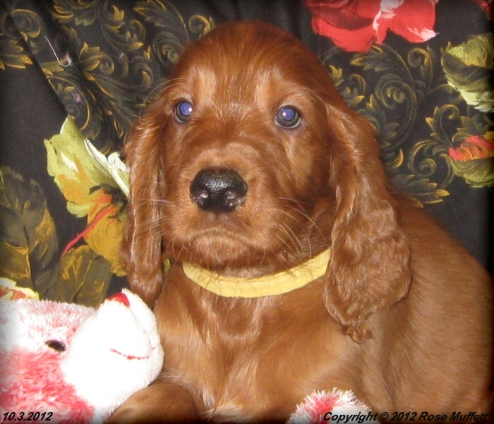Ginger's Puppies