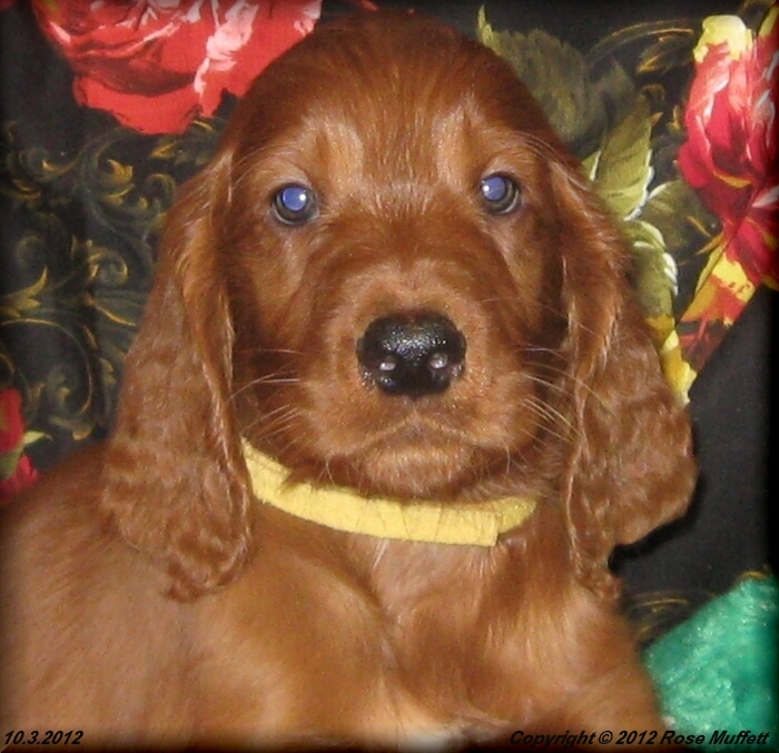 Ginger's Puppies