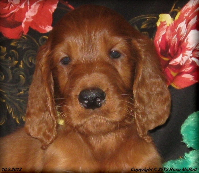 Ginger's Puppies