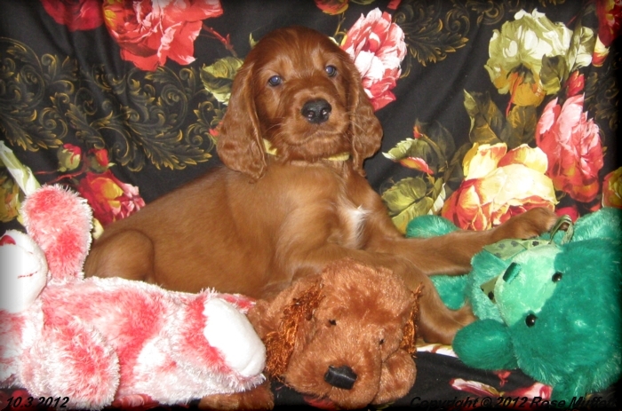 Ginger's Puppies