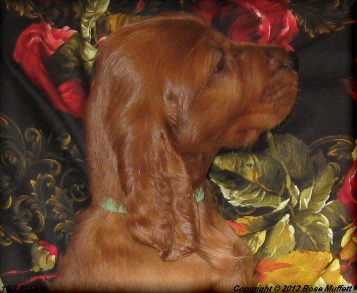 Ginger's Puppies
