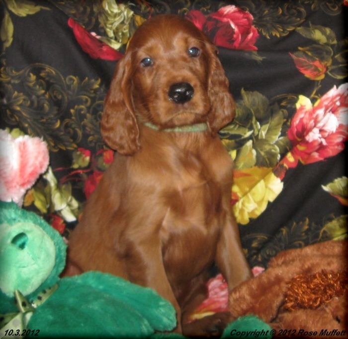 Ginger's Puppies