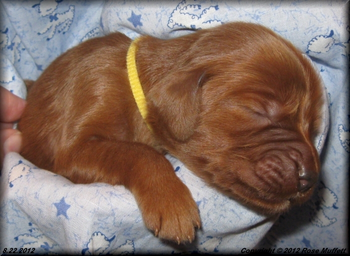 Ginger's Puppies