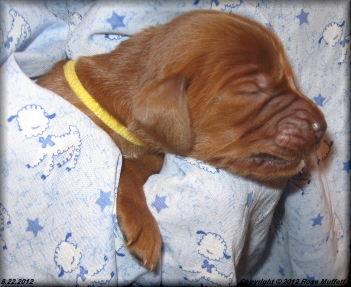 Ginger's Puppies