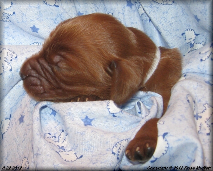 Ginger's Puppies