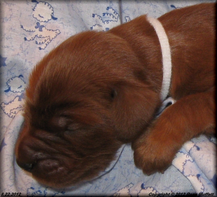 Ginger's Puppies