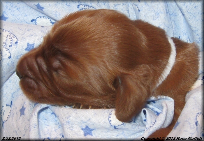 Ginger's Puppies
