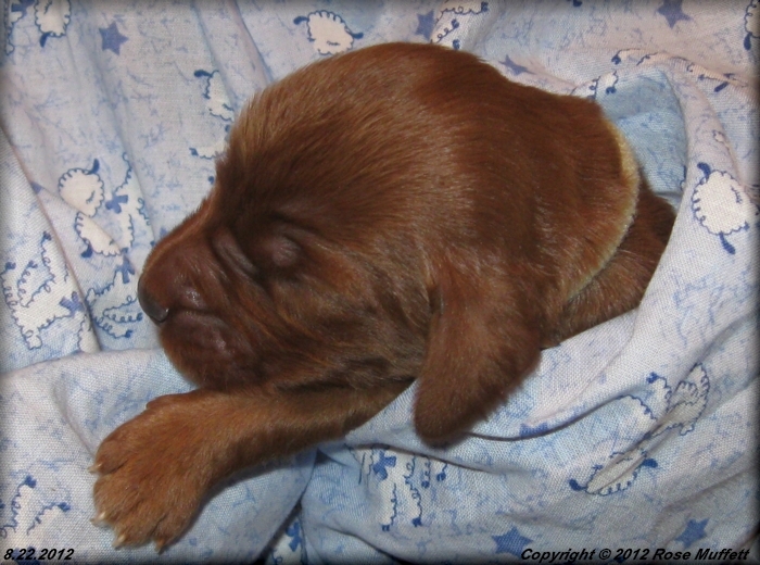 Ginger's Puppies